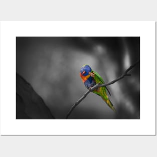 Rainbow Lorikeet_5167A Posters and Art